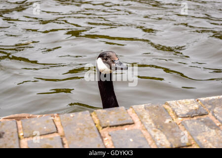 Curioso Branta canadensis, wild oca Canadese ha introdotto nel Regno Unito Foto Stock