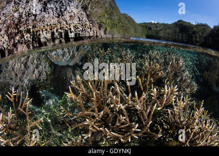 Un set di sani di coralli cresce in acque poco profonde in Raja Ampat, Indonesia. Questa regione è nota per la sua alta biodiversità marina. Foto Stock
