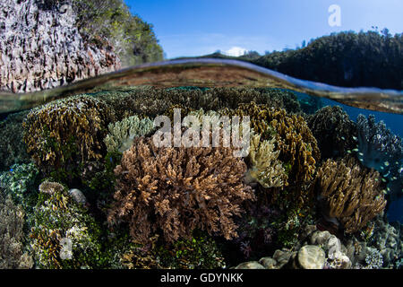 Un set di sani di coralli cresce in acque poco profonde in Raja Ampat, Indonesia. Questa regione è nota per la sua alta biodiversità marina. Foto Stock