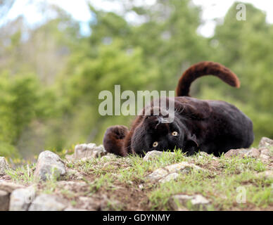 Leopardo nero in rotolamento sulla sua schiena in habitat naturali. Foto Stock