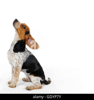 Cucciolo di Beagle seduto nel profilo con occhio di testa guardando nella telecamera. Foto Stock