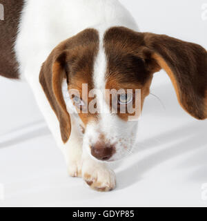 Cucciolo di Beagle naso, occhi guardando verso l'alto. Foto Stock