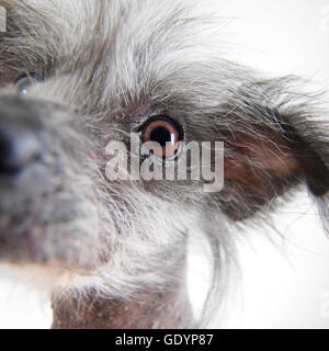 Facial close up di cinese Crested cane. Foto Stock