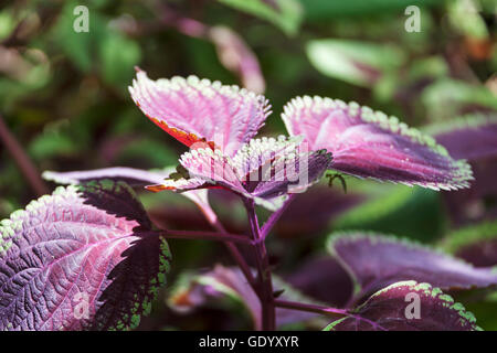 Close-up di coleus (Plectranthus scutellarioides) impianto, Delta Orinoco, Venezuela Foto Stock