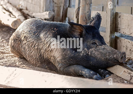 Il cinghiale (Sus scrofa) di appoggio nel fango, Delta Orinoco, Venezuela Foto Stock