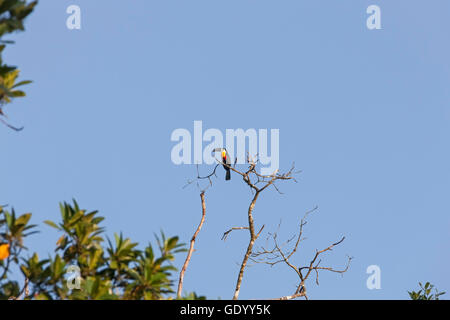 Canale-fatturati toucan (Ramphastos vitellinus) appollaiate sul ramo di albero, Delta Orinoco, Venezuela Foto Stock