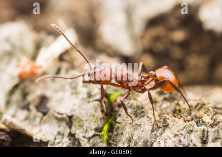 Un dorso-cintata Ant (Aphaenogaster tennesseensis) lavoratore foraggi per alimenti in un caduto albero morto tronco. Foto Stock