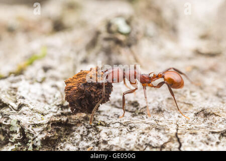 Un dorso-cintata Ant (Aphaenogaster tennesseensis) lavoratore svolge fagocitato cibo e tornare al suo nido. Foto Stock