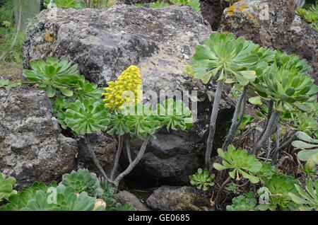 Giallo, fiori, verde rosette, sagomato, piante, fiori, luce solare, albero, succulenti, cerchi, nativo, floreali, sbucciare, geometria Foto Stock