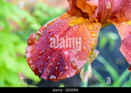 Chiudere iris petali ricoperti di gocce di pioggia o rugiada Foto Stock
