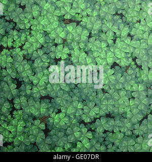 Quattro-leaf clover field per lo sfondo, vista dall'alto. 3d illustrazione ad alta risoluzione Foto Stock