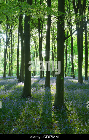 Bluebell wood, vicino Stow-su-il-Wold, Cotswolds, Gloucestershire, England, Regno Unito, Europa Foto Stock