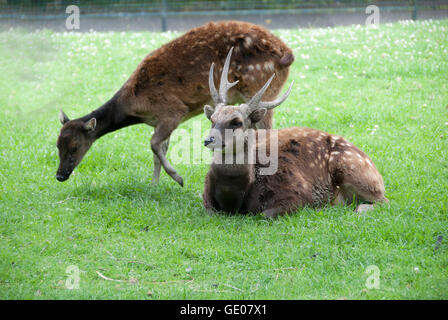 Maschio e femmina Philippine Spotted Deer( Rusa alfredi) Foto Stock