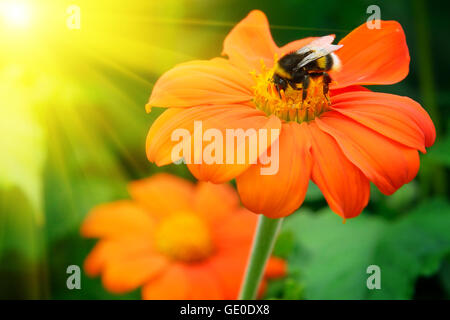 Bumble Bee impollinare un fiore illuminato dal sole Foto Stock