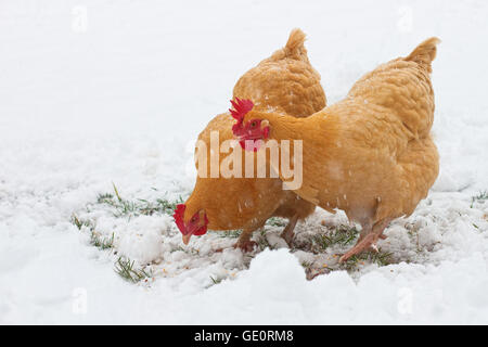 Free range Buff Oprpington galline rovistando nella neve Foto Stock