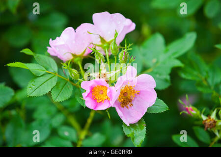 Rosa rubiginosa. Rosa selvatica rose fiori sulla macchia verde nel giardino estivo Foto Stock