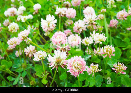 Wild bianco e rosa fiori di trifoglio crescono sul prato estivo Foto Stock