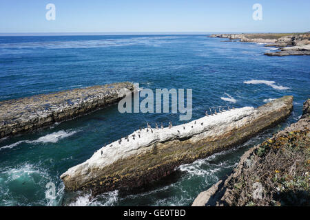 Pellicani marroni e cormorani in appoggio su una roccia, fascia costiera sull'Oceano Pacifico, California Foto Stock