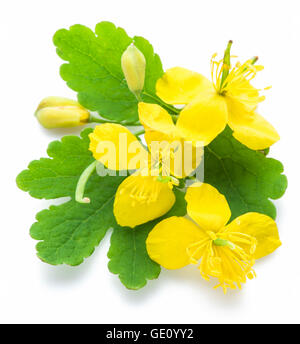 Maggiore celandine fiore, swallow wort isolati su sfondo bianco. Foto Stock