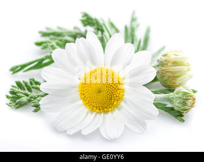 La camomilla o camomilla fiori isolati su sfondo bianco. Foto Stock