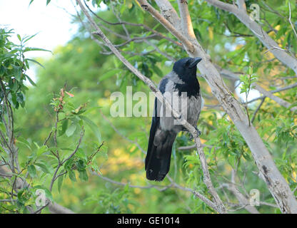 Crow in set diversi sulla stessa posizione. Foto Stock