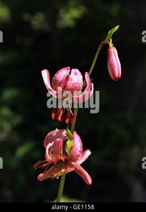 Rari fiori selvaggi fotografato su un prato di montagna in Oberseetal, cantone di Glarona. Martagon giglio. Foto Stock