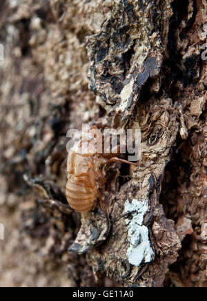 Cicala guscio dell'albero. Foto Stock