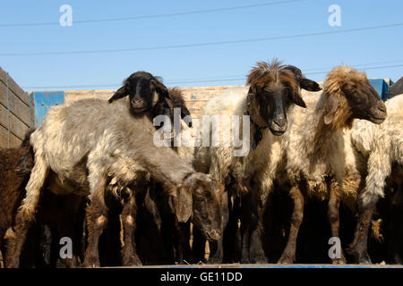 Bazar Tolkuchka, vendendo gli ovini e i caprini, Aşgabat, Turkmenistan Foto Stock