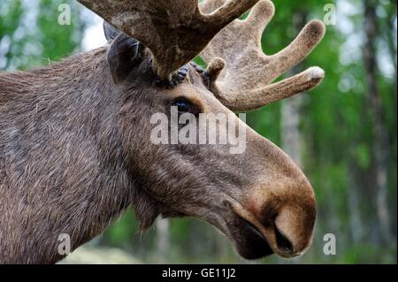 Zoologia / animali, mammifero / di mammifero, cervi, alci, (Alces alces), Langedrag, riserva naturale parco, Norvegia, distribuzione: Eurasia settentrionale e Nord America, Additional-Rights-Clearance-Info-Not-Available Foto Stock