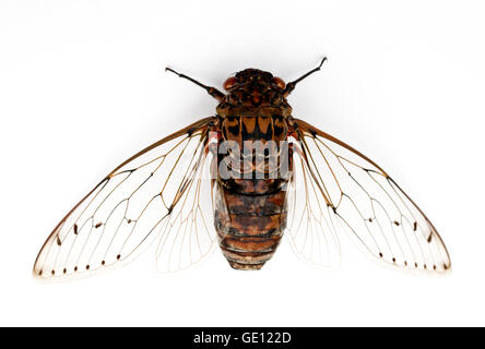 Cicala insetto isolati su sfondo bianco. Foto Stock