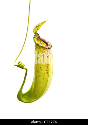 Nepenthes una pianta carnivora su sfondo bianco Foto Stock