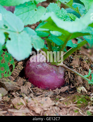 La barbabietola cresce in azienda agricola biologica. Foto Stock