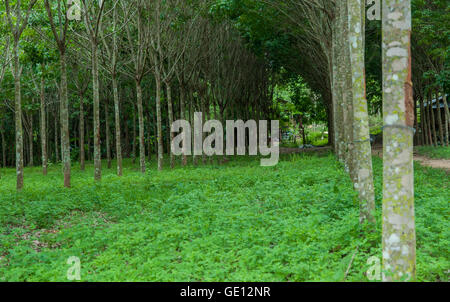 Filari di alberi della gomma giardino. Foto Stock