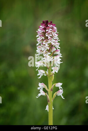 Bruciò Orchidea (Neotinea ustulata) chiamato talvolta bruciati Orchidea di punta. Fotografato in un prato in Yorkshire Dales. Foto Stock