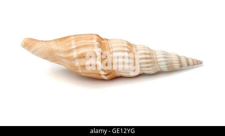 Conchiglia di mare isolato su bianco. Foto Stock