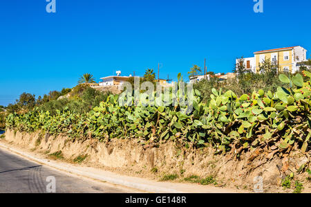 L' Opuntia cactus ad una strada in Paphos - Cipro Foto Stock