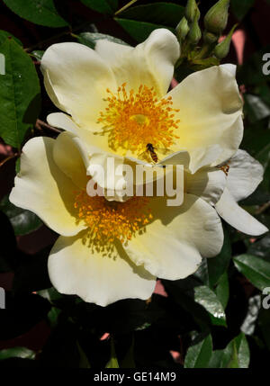 Hoverfly su rose Foto Stock