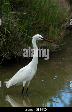 Garzetta, Camargue, Francia Foto Stock