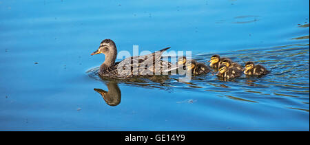 Mallard duck e i suoi pulcini in Alaska Foto Stock