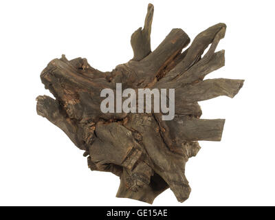 Driftwood ceppo di albero isolato su sfondo bianco Foto Stock