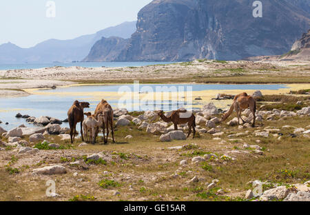 Cammelli su una spiaggia, Dhofar, Oman. Foto Stock