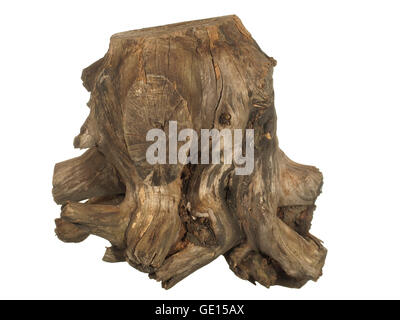 Driftwood ceppo di albero isolato su sfondo bianco Foto Stock