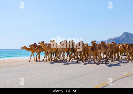 Cammelli attraversando la strada nei pressi di Salalah, Oman. Foto Stock