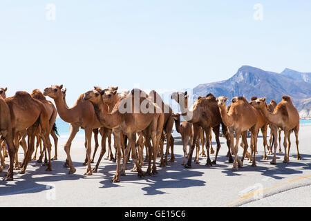 Cammelli attraversando la strada nei pressi di Salalah, Oman. Foto Stock