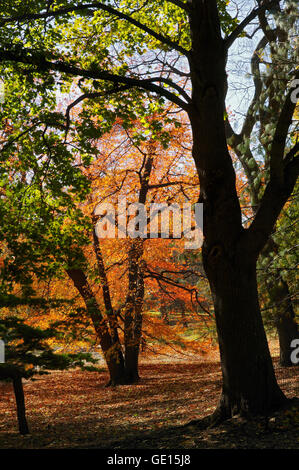 Autunno a Central Park con colorate di rosso le foglie la cattura di mattina presto la luce del sole. La città di New York Foto Stock