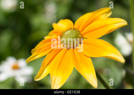 Rudbeckia hirta , giallo estate fiore - estate indiana Foto Stock