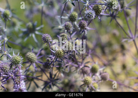 Mare Blu fiore di cardo - mare holly Foto Stock