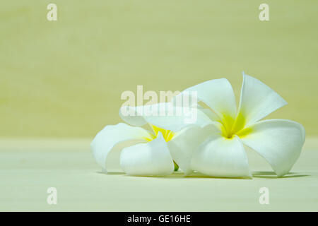 Bianco fiore di Plumeria (nome scientifico Plumerieae, P. rubra) Foto Stock