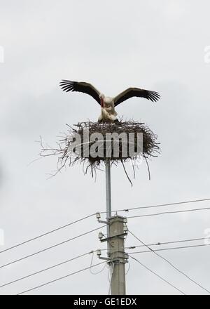 Cicogna due uccelli in un nido sul traliccio di elettricità, Lituania Foto Stock