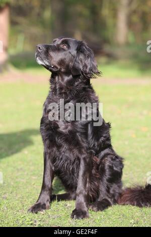 Udienza Flat-Coated-Retriever-Mongrel Foto Stock